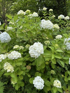 ❀紫陽花❀