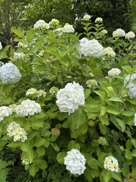 ❀紫陽花❀
