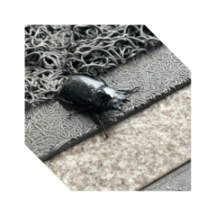 夏が来る・・・(o^―^o)
