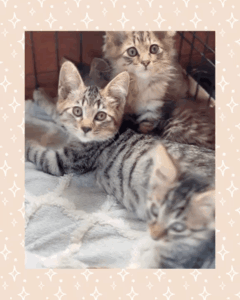 保護猫ちゃん♥