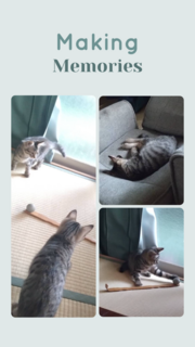 Two Kitties