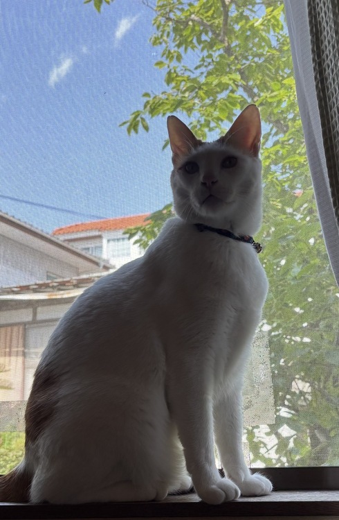 ?今日は何の日？