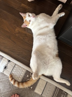 (=^・^=)のびております(=^・^=)