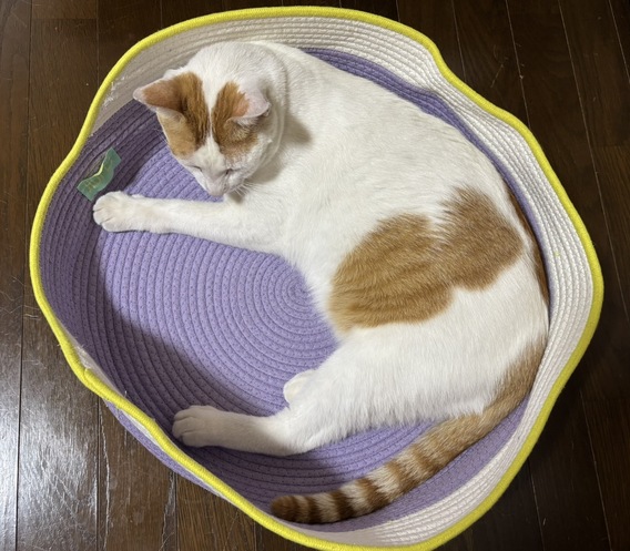 (=^・^=)春男です(=^・^=)