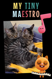 猫通信