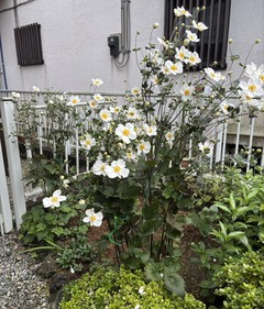 ❁秋明菊❁