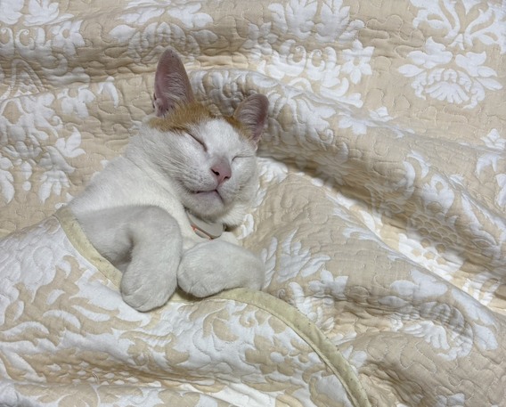 (=^・^=)汚れが目立つ(=^・^=)