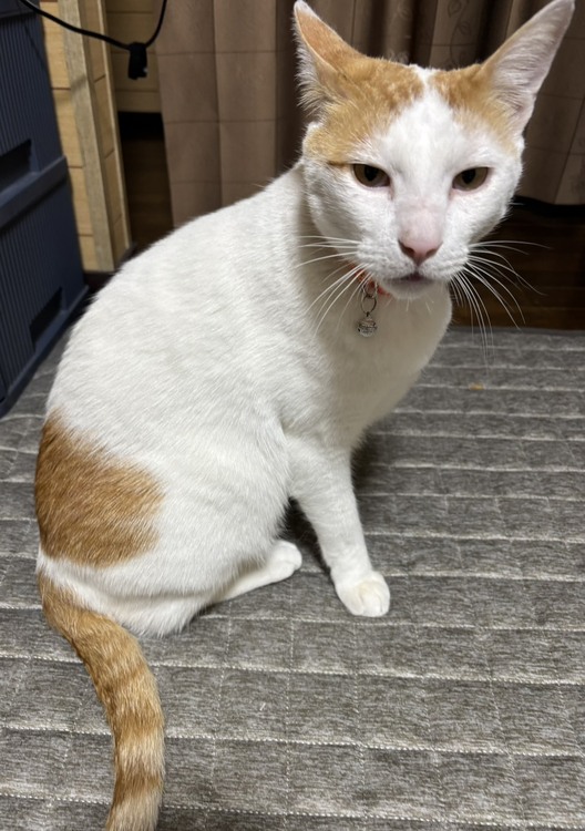 (=^・^=)今年最後の春男投稿(=^・^=)