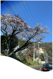 熱海桜