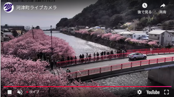 河津桜まつり