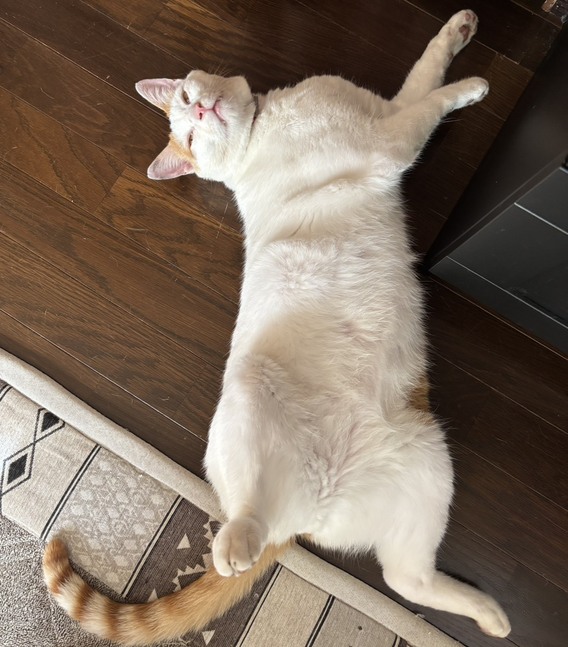 (=^・^=)ご無沙汰しております(=^・^=)