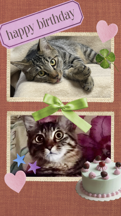 従兄弟の家の猫たち