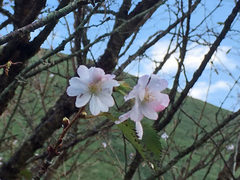 ～10月さくら～