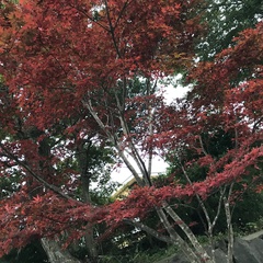 ==紅葉==