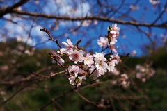 **　さくら　桜　**