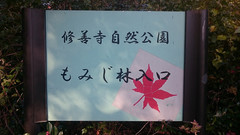 ～修善寺自然公園 もみじ林の紅葉～