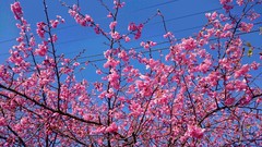 ❀伊豆高原の河津桜❀