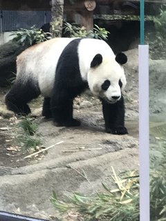 ##上野動物園♯#