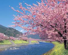 ❀2018年『河津桜まつり』開幕❀