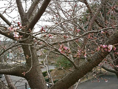 ❀大寒桜❀