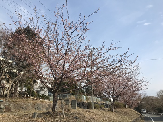 ＝＝さくら＝＝