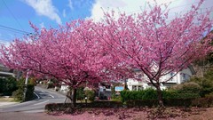 ❀お花見日和❀