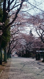 ❀伊豆高原桜まつり開幕～