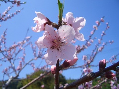 ～しだれ花桃～