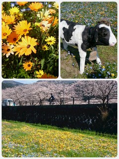 ✿田んぼをつかった花畑✿