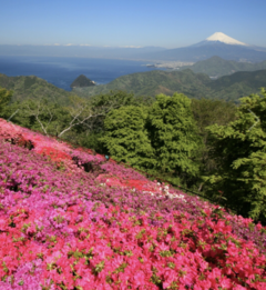 ～～富士山とつつじ～～