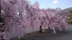 ❀しだれ桜❀