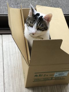 番猫(=^・^=)