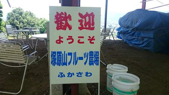 ♪さくらんぼ狩り～2018♪