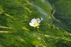 癒しの水中花❁三島梅花藻❁