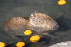 ・・・カピバラの入浴・・・