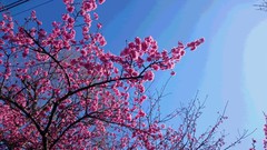 ❀伊豆高原の河津桜❀