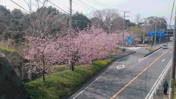 ❀おおかん桜❀