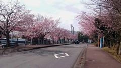 ❀おおかん桜❀