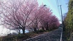 ❀城ヶ崎桜❀