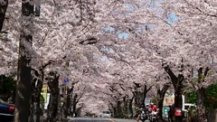 ❀桜のトンネル❀