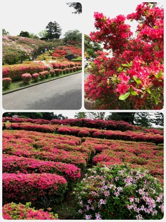 ～小室山公園～