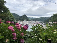 下田公園あじさい祭り2019♪