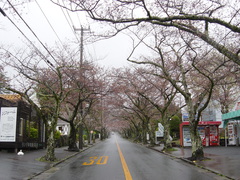 ＝桜情報＝　桜並木