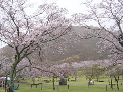 =桜情報＝　さくらの里