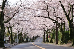 =桜情報＝桜並木