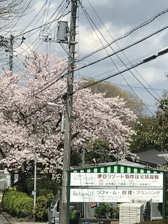 =桜情報＝　本社&桜並木支店