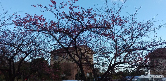 ❀早咲きの河津桜❀