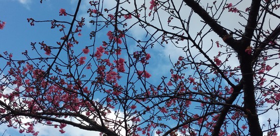 ❀早咲きの河津桜❀