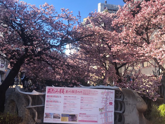 ❀あたみ桜　糸川桜まつり❀