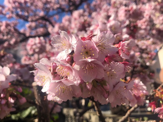 ❀あたみ桜　糸川桜まつり❀